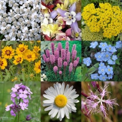 Жив плет - за 5 м2 (2 гр)