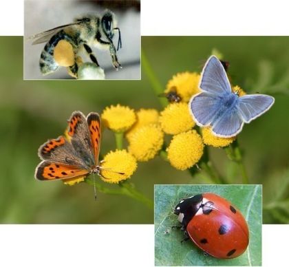 Цветен микс Пеперуди - семена 5 гр.