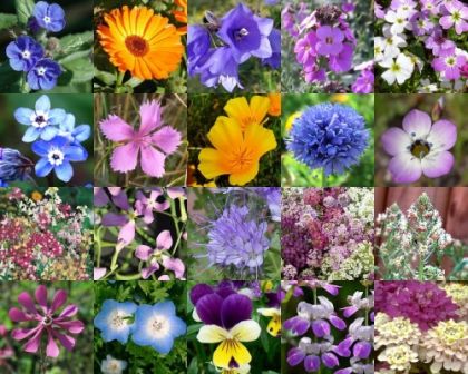 Семена на микс от едногодишни видове диви цветя за 5-10 м2 (10 g)