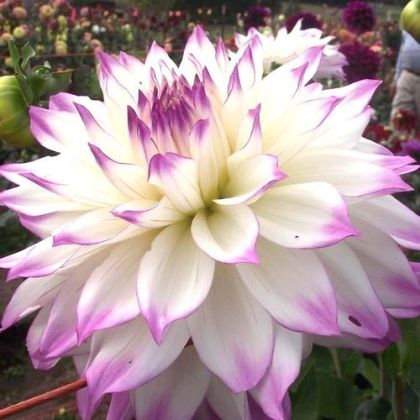 Decorative Dahlia bulb, variety "Ferncliff Illusion" - 1 pc.