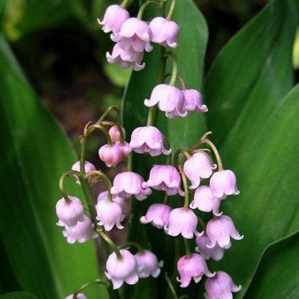 Луковица на Розова Момина сълза (Convallaria majalis Rosea) - 1 бр