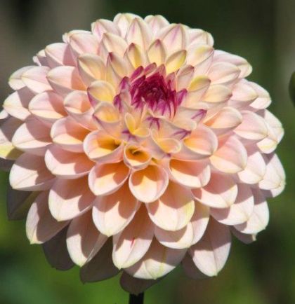 Луковица на декоративна Далия (Dahlia), тип "помпон", сорт "Ferncliff Illusion" - 1 бр.