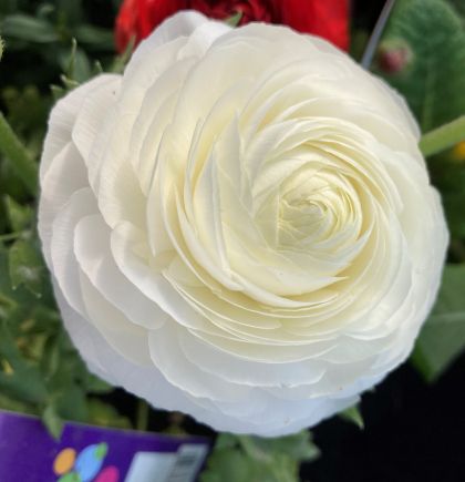 Луковици на Бял Ранункулус / Азиатско Лютиче (Ranunculus asiaticus) - 10 бр.