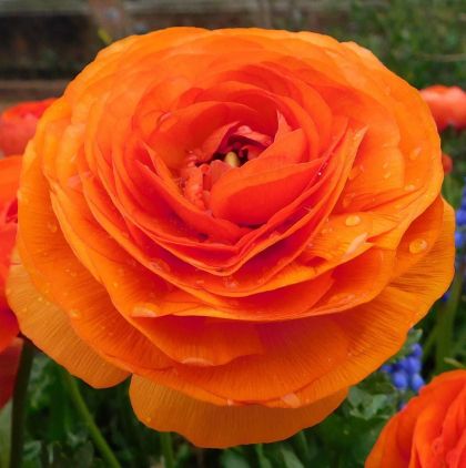 Луковици на Оранжев Ранункулус / Азиатско Лютиче (Ranunculus asiaticus) - 10 бр.