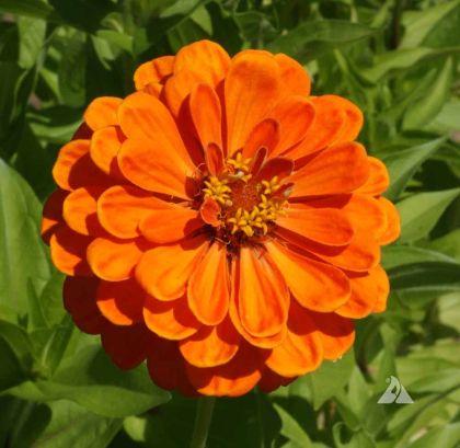 Семена на Циния кактус гигант, оранжева (Zinnia elegans Aztec Orange) - 300 бр. (3 гр.)