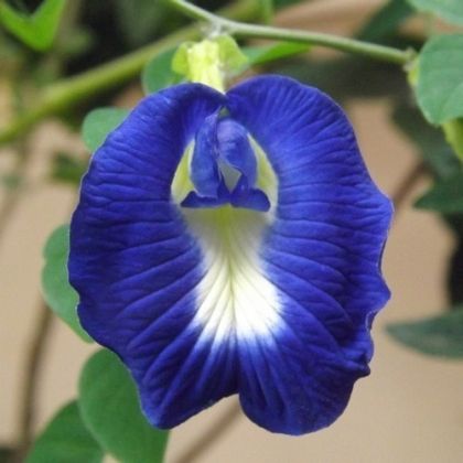 Цветя - Клитория тернатея (Clitoria ternatea) - Синя - 20 семена