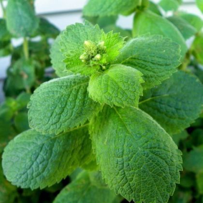 Apple Mint Seeds - Mentha rotundifolia - 500 pieces