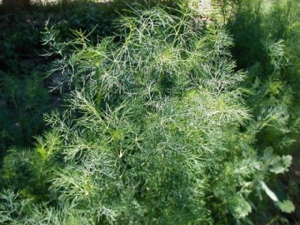 Семена от Копър - Tetradill - 4500 броя - 5гр. 