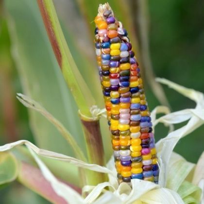 Glass Gem Indian Corn Seeds - 25 pcs.
