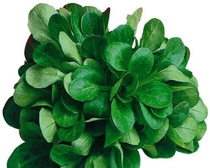 Валериана Verte de Cambrai / агнешка маруля (Valerianella locusta) - 25 гр. семена
