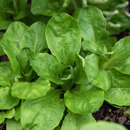 Семена от Маруля - Verte de Cambrai - 25 грама