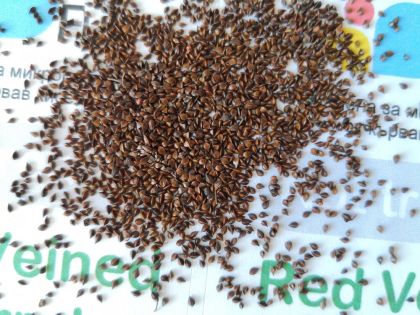 Семена от Кървав киселец (Red Veined Sorrel) 5 гр