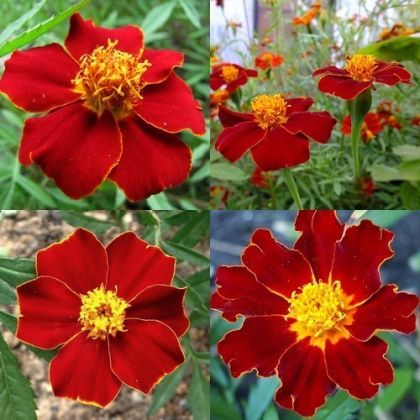 Тагетес Линеус / Турта (Tagetes patula Linnaeus) – 250 бр. (±) / 1 гр семена