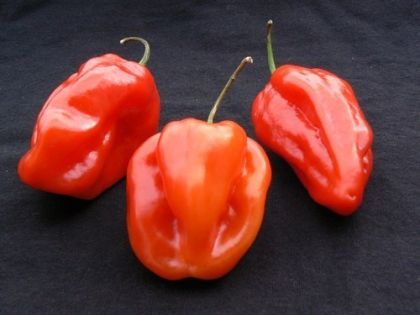 Семена от Люти Чушки - Habanero Red - 25 броя