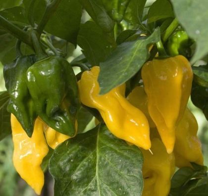 Семена от Люти Чушки - Limòn -15 броя 