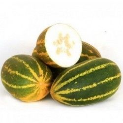 Краставица - CURRY CUCUMBER - Burpees Prolific F1