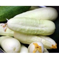 Краставица - White Wonder - 30-40семена (1 грам)