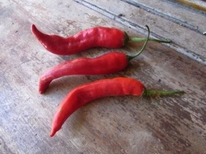 Семена от люти чушки сорт "Ахи Колорадо" (Aji Colorado) - 15 бр.