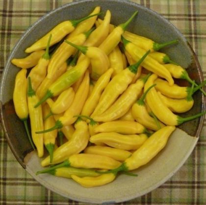 Семена от люти чушки сорт "Ахи Ананас" (Aji Pineaple) - 15 бр.