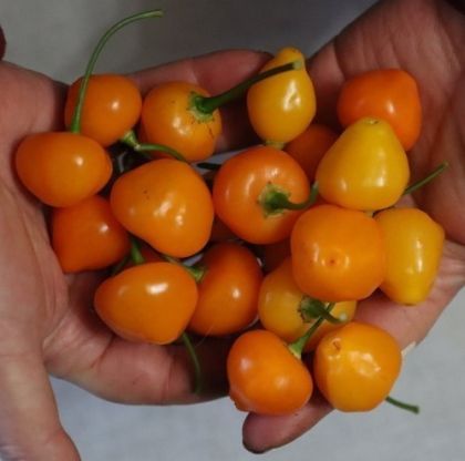 "Piriz" Chili pepper seeds - 15 pcs.