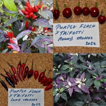 Семена от люти чушки сорт "Purple Flash x Trifetti"- 15 бр.