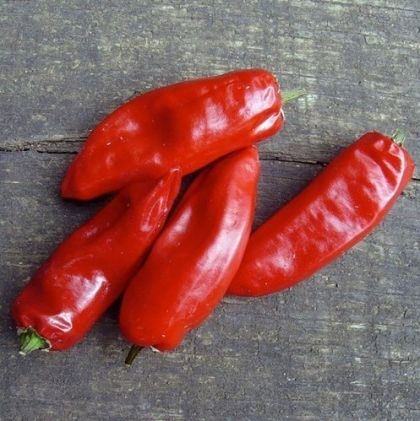 Семена от люти чушки сорт "Пимен дьо ла Брес" (Piment de la Bresse) - 15 бр.