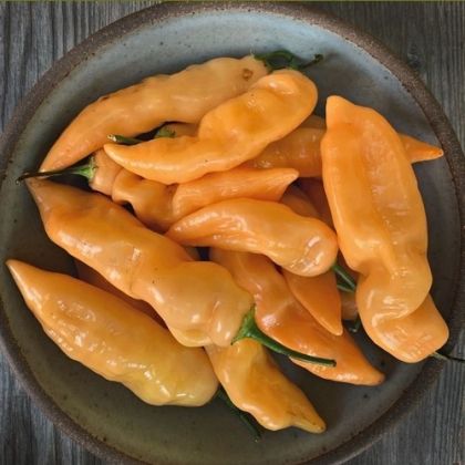 Семена от люти чушки сорт "Шугър Ръш Портокал" (Sugar Rush Orange) - 15 бр.