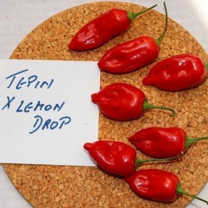 Семена от люти чушки сорт "Tepin x Lemon Drop" - 10 бр.