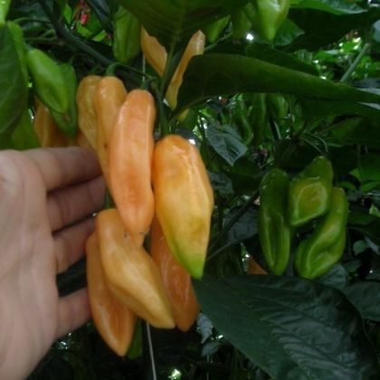 Adjuma-type "Salmon" Chili pepper seeds - 10 pcs.