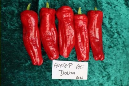 "Antep Aci Dolma" Chili pepper seeds - 15 pcs.