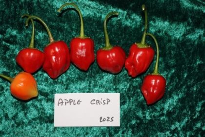 Семена от люти чушки сорт "Хрупкава Ябълка" (Apple Crisp) - 15 бр.
