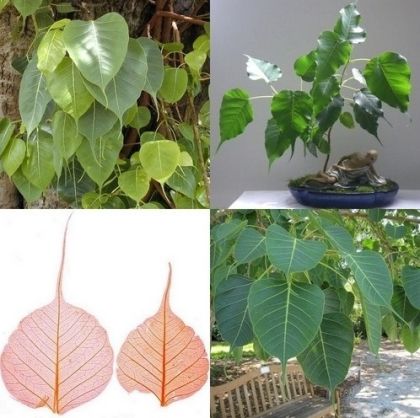 Семена от Свещен Фикус (Ficus religiosa) - 2 гр.