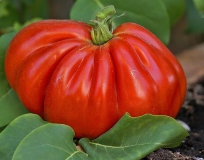 Bull`s Heart Beefsteaks Tomato - 25 seeds
