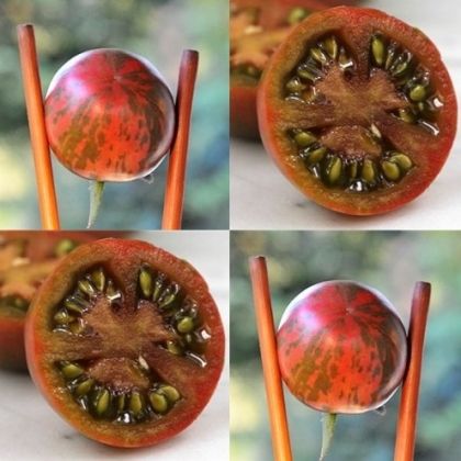 Violet Jasper - cherry tomatoes - 15 seeds