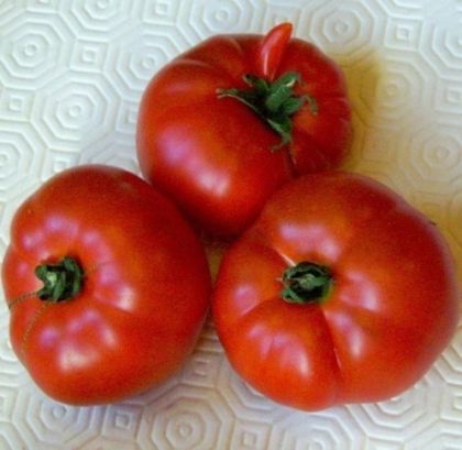 Queen of the Early ones (Reine des Hâtives) - tomatoes - 15 seeds