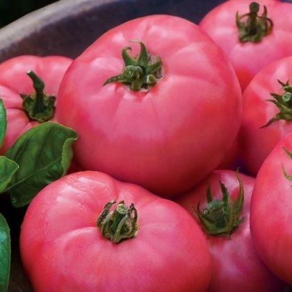Big Pink F1- beefsteak tomato -15 seeds