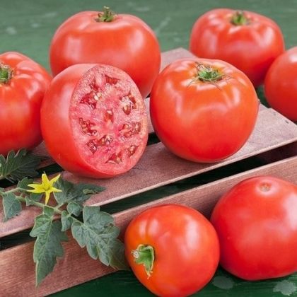 Saraev M-22 - tomato - 15 seeds