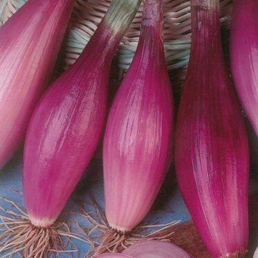 Rossa Lunga di Firenze spring onion seeds - 1000 pcs. (±) / 4 gr