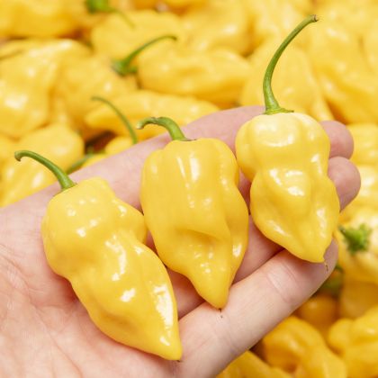 Habanero Lemon - 15 seeds