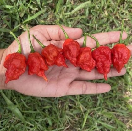 Trinidad Scorpion Moruga Blend - 5 seeds