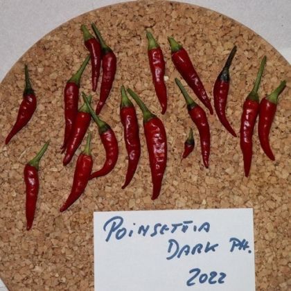 Поансетия Тъмна (Poinsettia Dark) - 15 бр. семена