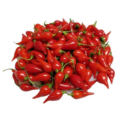 Button Red - 15 seeds
