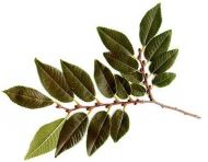 ULMUS parvifolia ± 150 seminte / 1g - Ulm chinezesc