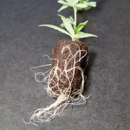 GT Root Riot 100pcs. - Rooting and germination cubes