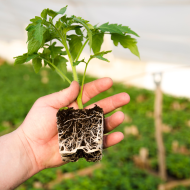 GT Root Riot 100pcs. - Rooting and germination cubes