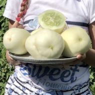 Семена от краставици сорт "Драконово Яйце" (Dragon's Egg) 25 бр