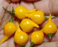 Yellow Beak Chili Pepper seeds (Capsicum Chinense) 15 pcs