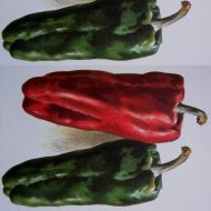 Семена от Сладък пипер сорт "Дулче де Испания" (Capsicum annuum) - 90 бр. (0.5 гр.)