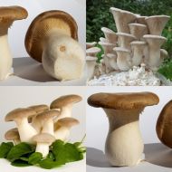 Есенен Пачи Крак, Ветрогонова гъба (Pleurotus eryngii) - 1 комплект 7.5 литра