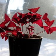 Луковици на Кралска детелина, Оксалис (Oxalis Triangularis) - 250 бр.